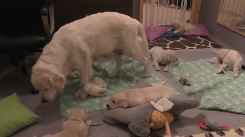 How an experienced dog mother teaches her 8 weeks old puppies to be