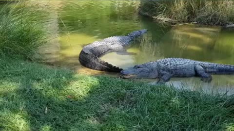 wildlife crocodiles hangout by lakeside hungry