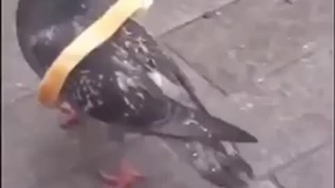 talented pigeon