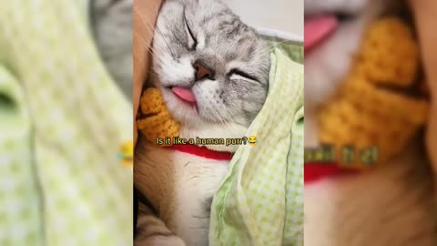 Cute Pets And Funny Animals Compilation FUN