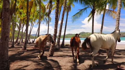 Beautiful Horses enjoys stroll down in amazing coconut tree farms