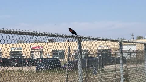 A bird on the fence