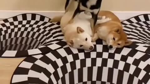 Cute Husky Dog Reaction on 3D illussioned drawing 😅😂😍/Dont miss end
