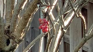 # Back Yard Birds Hawai’i Red Whiskered Bulbul’s