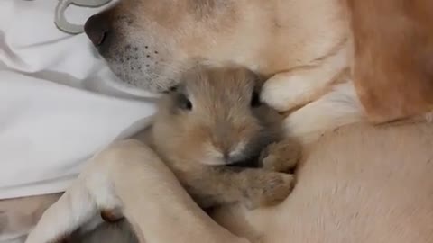 Baby rabbit and Labrador having cuddle❤️