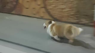 My dog ​​runs gymnastics