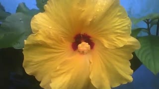 Beautiful yellow hibiscus flower, red detail in the center, with raindrops [Nature & Animals]