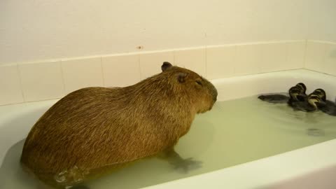Capybara FARTS