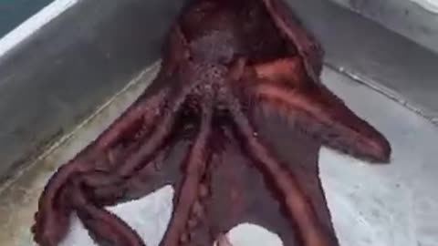 Amazing to see how such a big Octopus escapes the fishing boat through a small hole..
