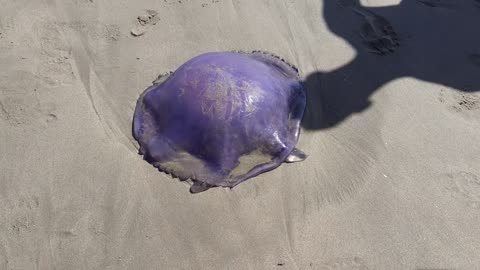 j'ai trouvé géant méduse à côté de la plage