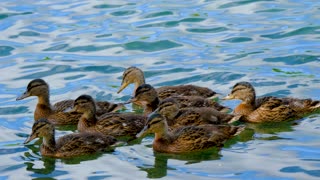 swimming duck