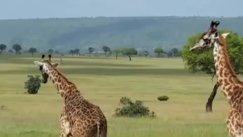Giraffes in a wild