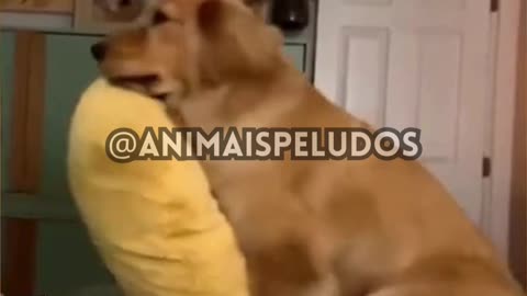 🥰animais felizes ao ver seu dono😂animals happy to see their owner🐕