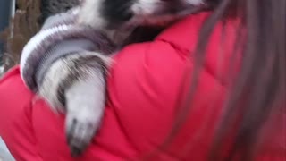 A raccoon is taking a walk with his mom like a doll