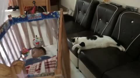 Kittens lull the baby to sleep