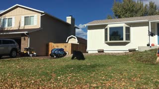 Black Bear Strolls Through Neighbourhood