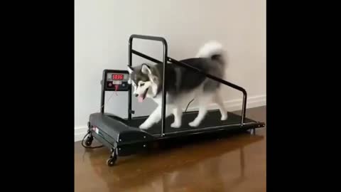Husky running on treadmill