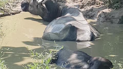 Buffalo enjoying the Mud bath