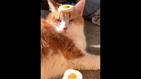 Cat cooks egg on his head