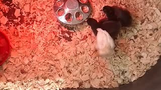 Chicks in a brooder part 3