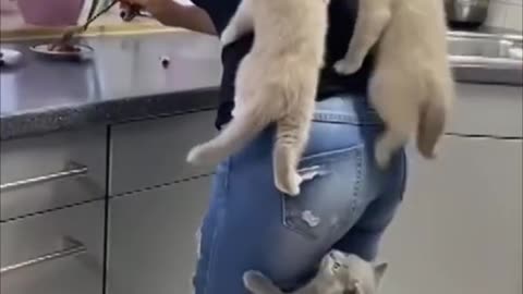 Kittens climb Their Mom as They couldn't wait for food