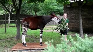 Pesan a los animales del Zoológico de Londres