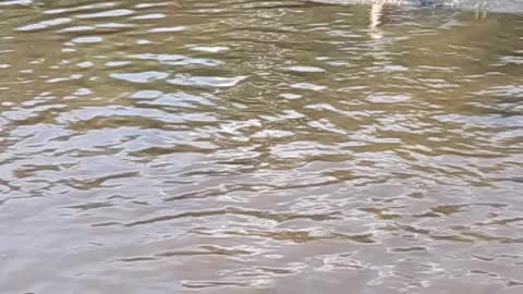 Slow motion Goldendoodle puppy fetches stick in pond