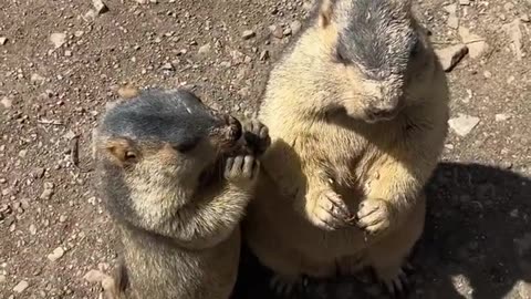 Two Cute Marmots eating with relish #cuteanimals #toocute #marmot.