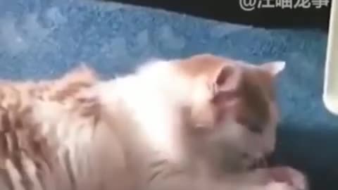 Funny Cats Dont try to stop laughing Funniest Cat Ever