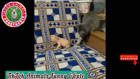 TikTok Animals-Funny and Cute -Cat Video TikTok Animals-Funny and Cute