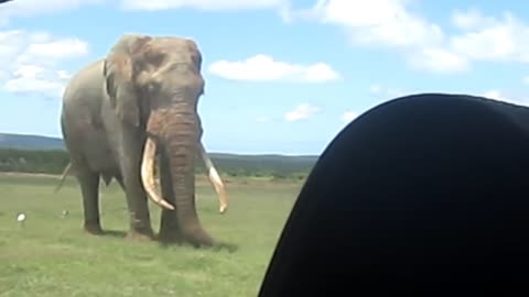 Worlds biggest elephant