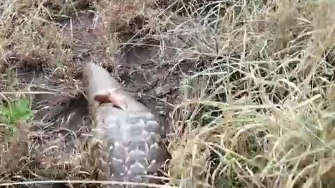 Pangolin, which likely fell out of poachers car, was rescued by chance