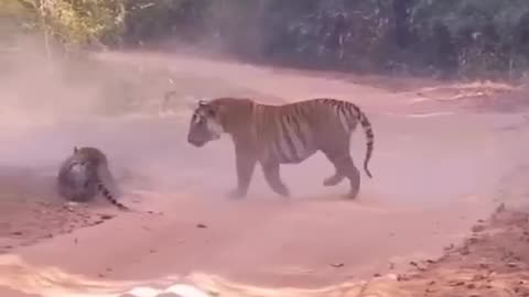 Tigar Fighting clip