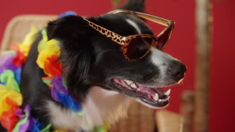 Lovely and cute dog wearing lovely sunglasses