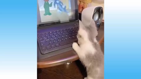 video of pets having fun together