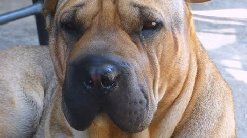 Red-shar-pei-dog-puppy-animal