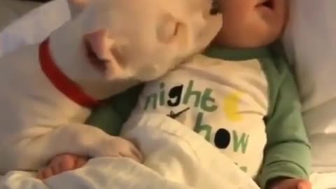 dog and baby