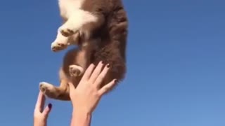 Brown puppy thrown in air smiles