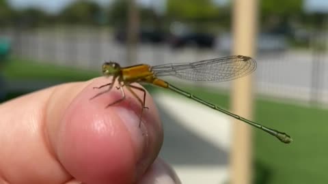 Damselfly up close