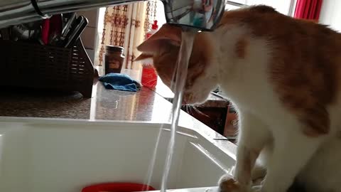 Fun Cat drink water