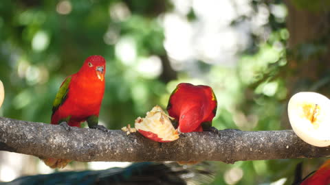 Parrots Eating Fruits On A Tree