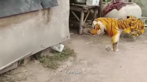 Funny Animals