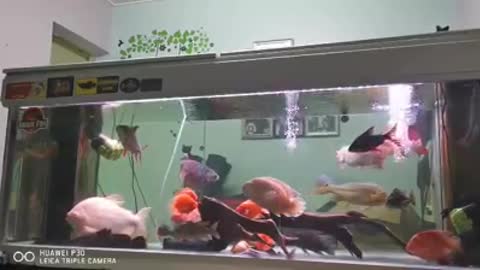 Fish aquarium Beautiful