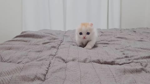 A Funny Little Kitten Cutely Walk in Bed