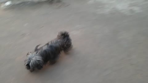 lhasa apso trying to be friendly with street dogs