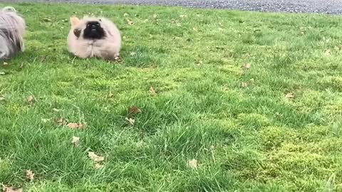 Slow Motion Pekingese Puppy