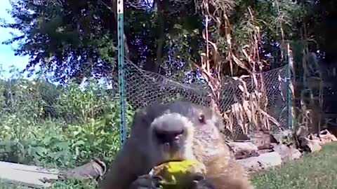 Hungry groundhog makes cutest little noises