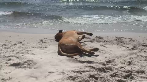 Bella in sand