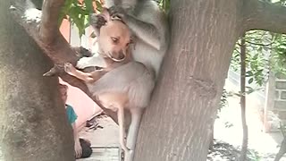 Monkey and Puppy are Unlikely Friends