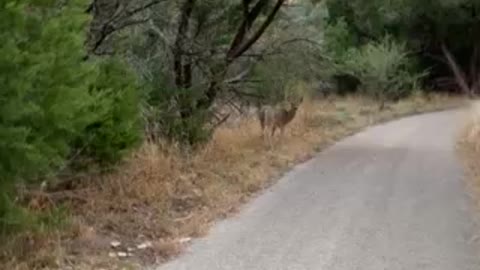 Walking with the deer 🦌